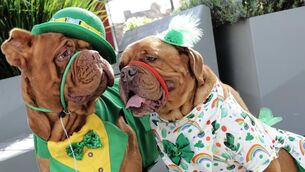 <p>The Irish - and our animals - love to celebrate St Patrick’s Day, but as well as the fun vibe this year, how about learning some Irish phrases to drop into everyday conversation, suggests Kathriona Devereux.</p>