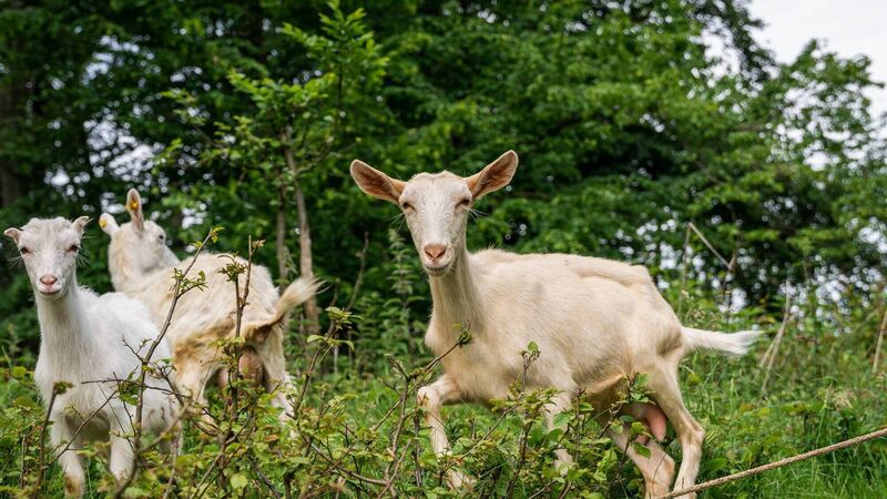 'It's time consuming, they must establish their trust': Cork City Council hires special contractor to capture abandoned goats near busy road 'It's time consuming, they must establish their trust': Cork City Council hires special contractor to capture abandoned goats near busy road