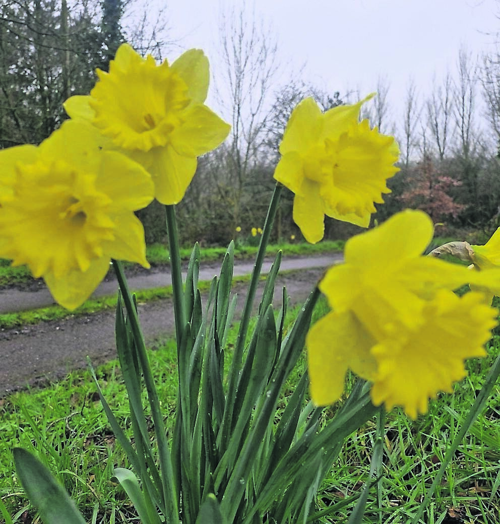 Narcissus ‘Dutch Master’ is one of the most reliable daffodils with its large trumpet flowers. See Plant of the Week Narcissus ‘Dutch Master’ is one of the most reliable daffodils with its large trumpet flowers. See Plant of the Week