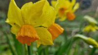 In the garden: A busy weekend for gardens 