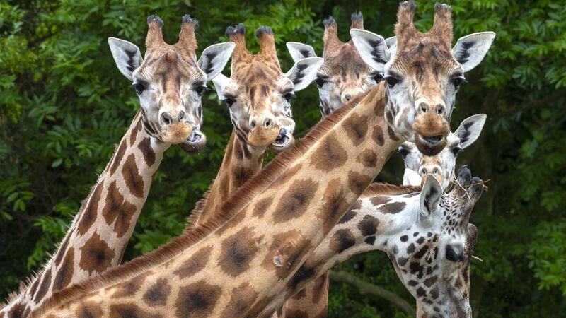 Cork's Fota Wildlife Park to unveil temporary new attraction