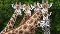 Cork's Fota Wildlife Park to unveil temporary new attraction