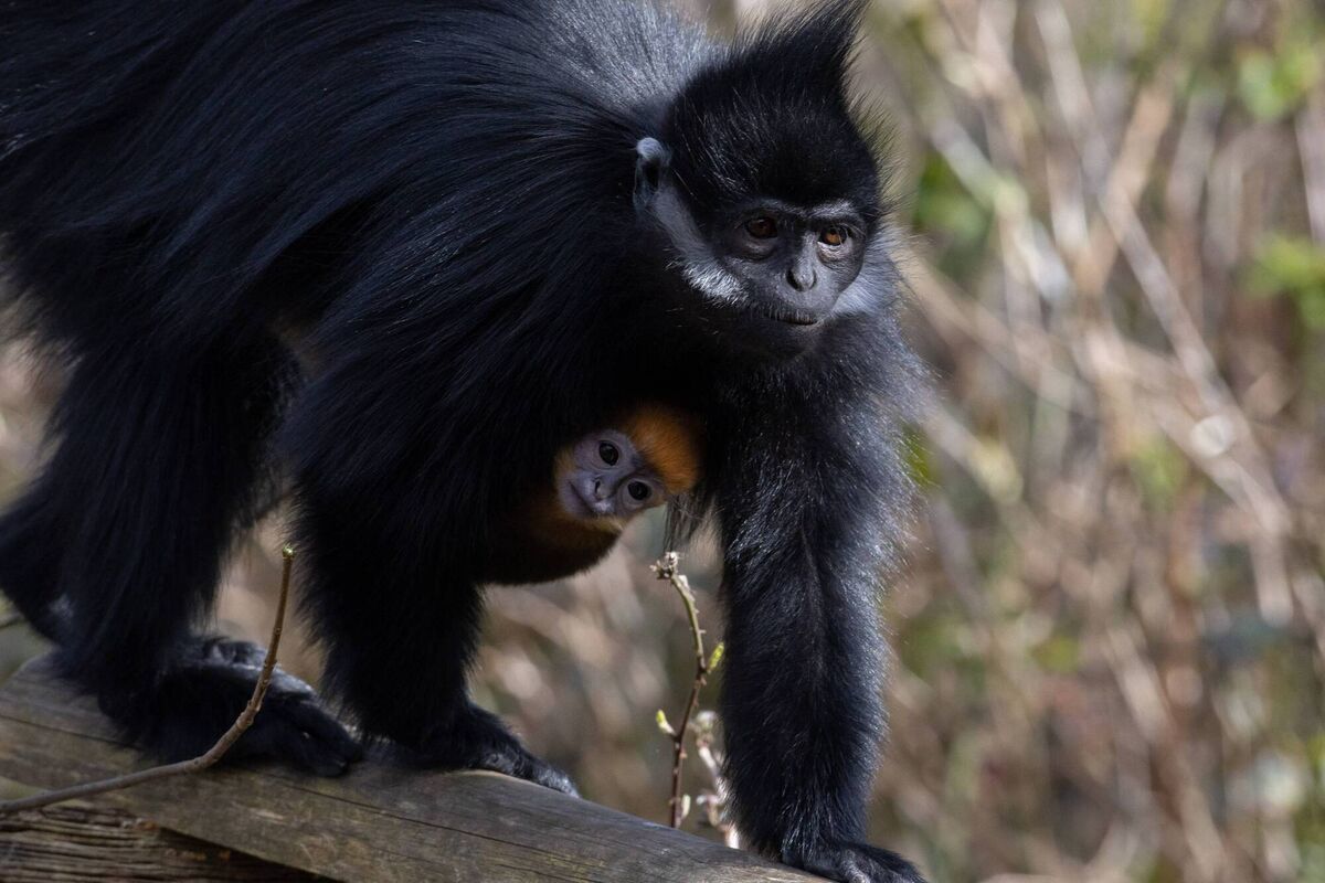 Fota Wildlife Park has announced the birth of the second endangered François' langur born at the wildlife park on St Brigid’s Day. Picture: Darragh Kane 