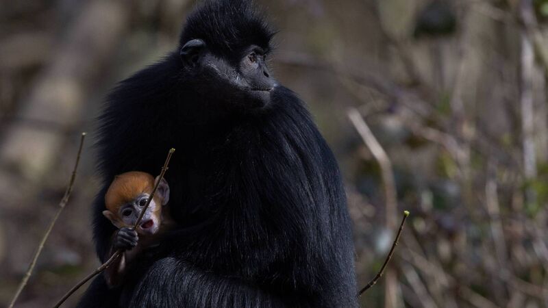 'Another milestone' for Fota as Cork wildlife park announces birth of endangered monkey
