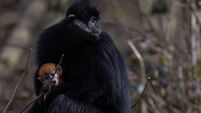 'Another milestone' for Fota as Cork wildlife park announces birth of endangered monkey