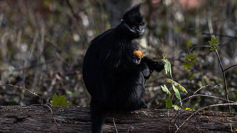 Endangered monkey born at Fota Wildlife Park Endangered monkey born at Fota Wildlife Park
