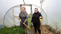Cork's Food Policy Council helping communities to grow their own food 