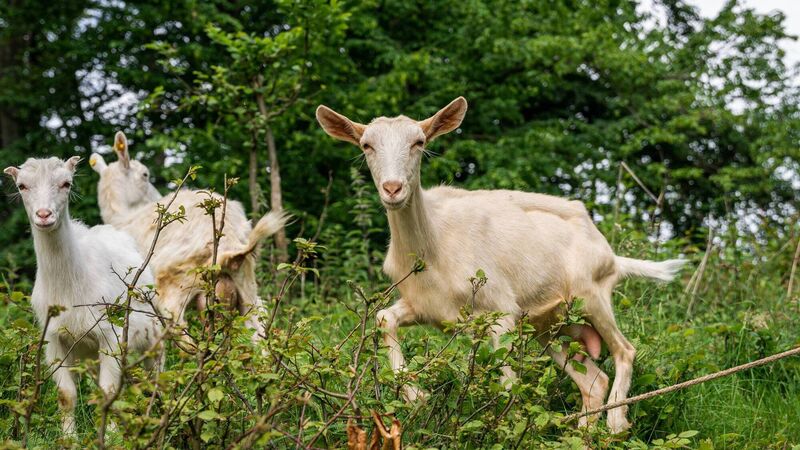 City council spends €11k rescuing goats on busy Cork road