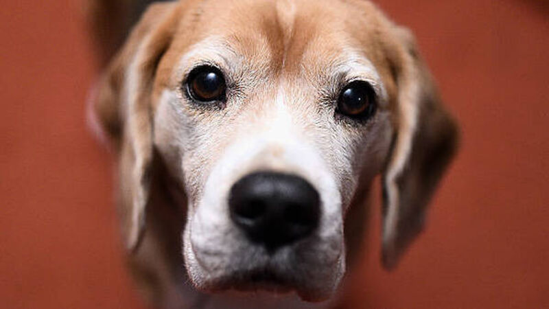 Man died from infection which he probably got from his dog licking him, inquest told Man died from infection which he probably got from his dog licking him, inquest told