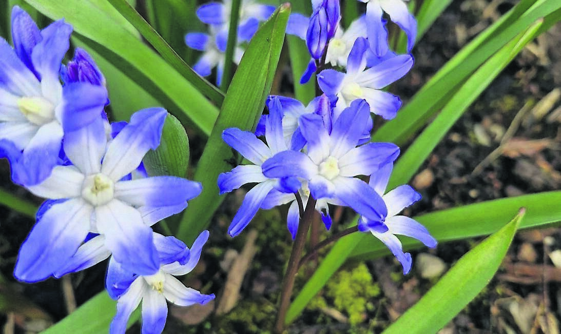 Plant of the week: Chinodoxa, also known as Glory of the Snow, are native to Turkey and are one of the earliest bulbs to appear in spring Plant of the week: Chinodoxa, also known as Glory of the Snow, are native to Turkey and are one of the earliest bulbs to appear in spring