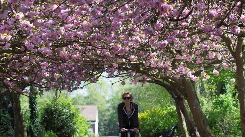 In the garden: Spring has officially sprung In the garden: Spring has officially sprung