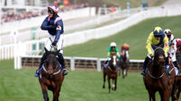 Special Cheltenham Festival for Cork as Kopek Des Bordes rises to the occasion