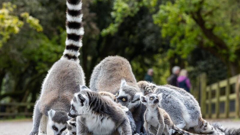 Fota’s concert for conservation to be held this Saturday Fota’s concert for conservation to be held this Saturday