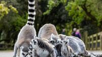 Fota’s concert for conservation to be held this Saturday