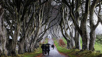 Dark Hedges trees removed