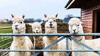 alpaca farm, Alpacas, Vicugna pacos, domesticated species of South American camelid, Alpaca, alpacas looking over fence, cute al