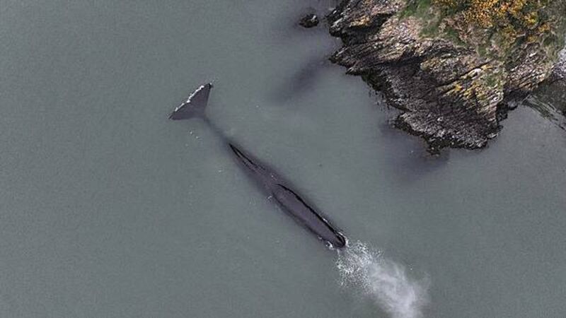 Rare sighting of sperm whale in the Waterford Estuary Rare sighting of sperm whale in the Waterford Estuary