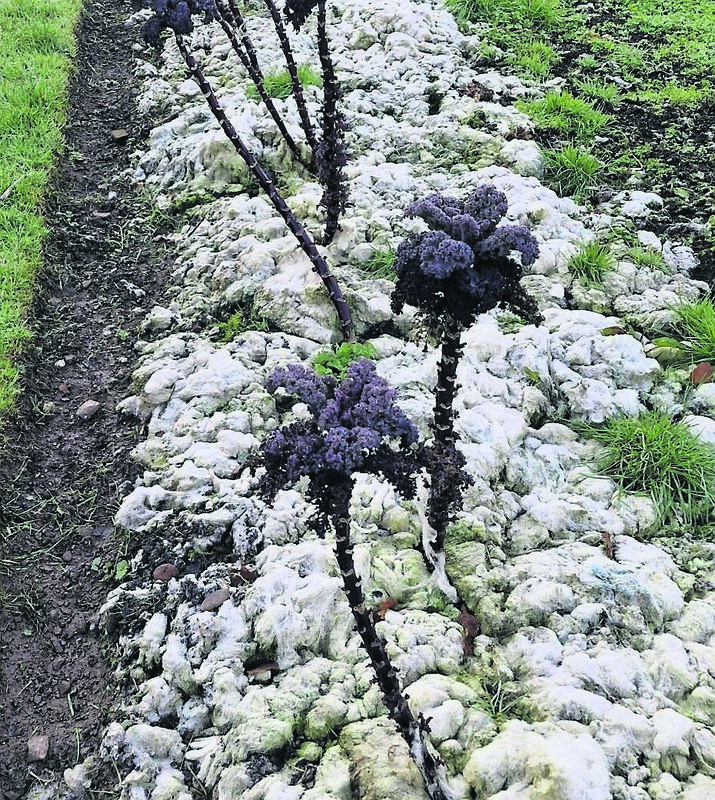 Sheep’s wool used to mulch kale plants, slugs do not like the texture of the wool