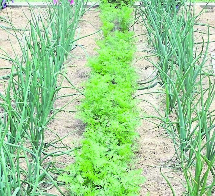 Grass clippings used to mulch vegetable beds