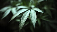 Poll: Do you support the legalisation of cannabis for recreational use?