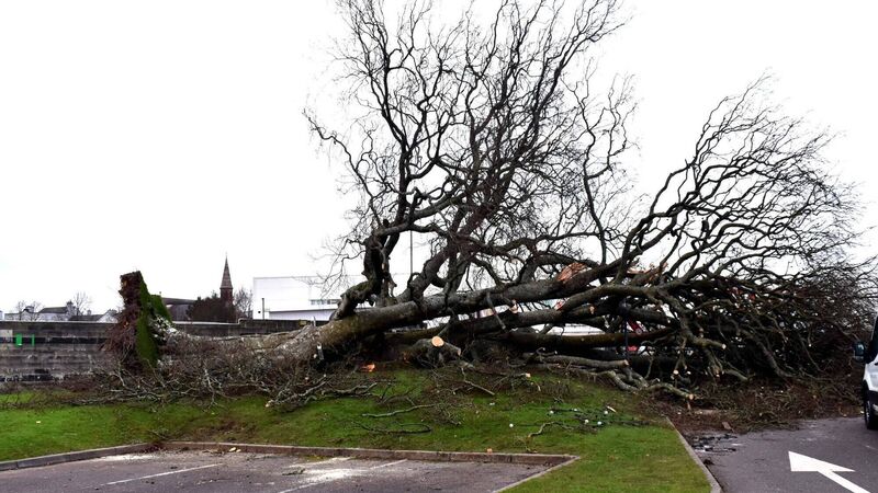 Level of Storm Éowyn pay-outs in Cork ‘too low’ Level of Storm Éowyn pay-outs in Cork ‘too low’