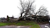 Level of Storm Éowyn pay-outs in Cork ‘too low’