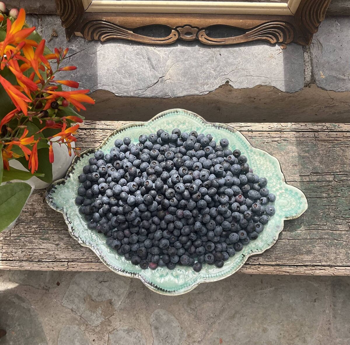 With hopes of living a permaculture life, Anke and her husband moved to Ballydehob in 2008 and a few years later planted 100 blueberry bushes. With hopes of living a permaculture life, Anke and her husband moved to Ballydehob in 2008 and a few years later planted 100 blueberry bushes.