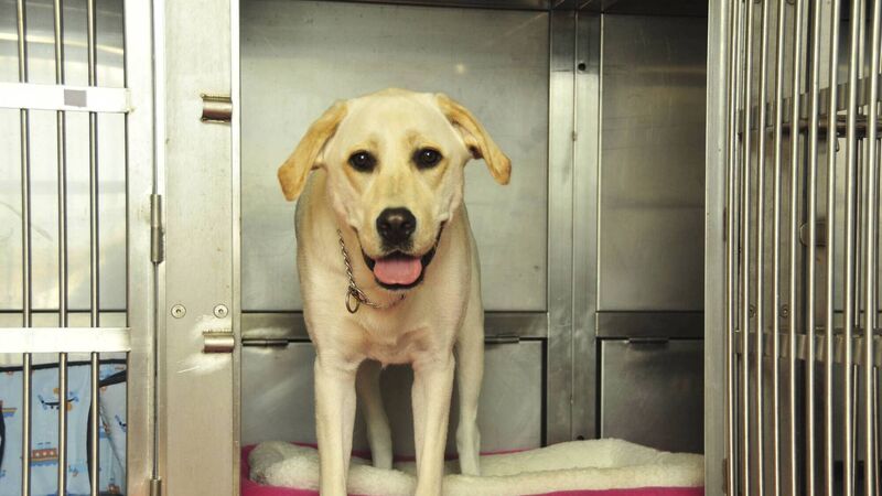 Cork councillors call for emergency dog warden services