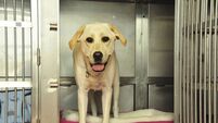 Cork councillors call for emergency dog warden services