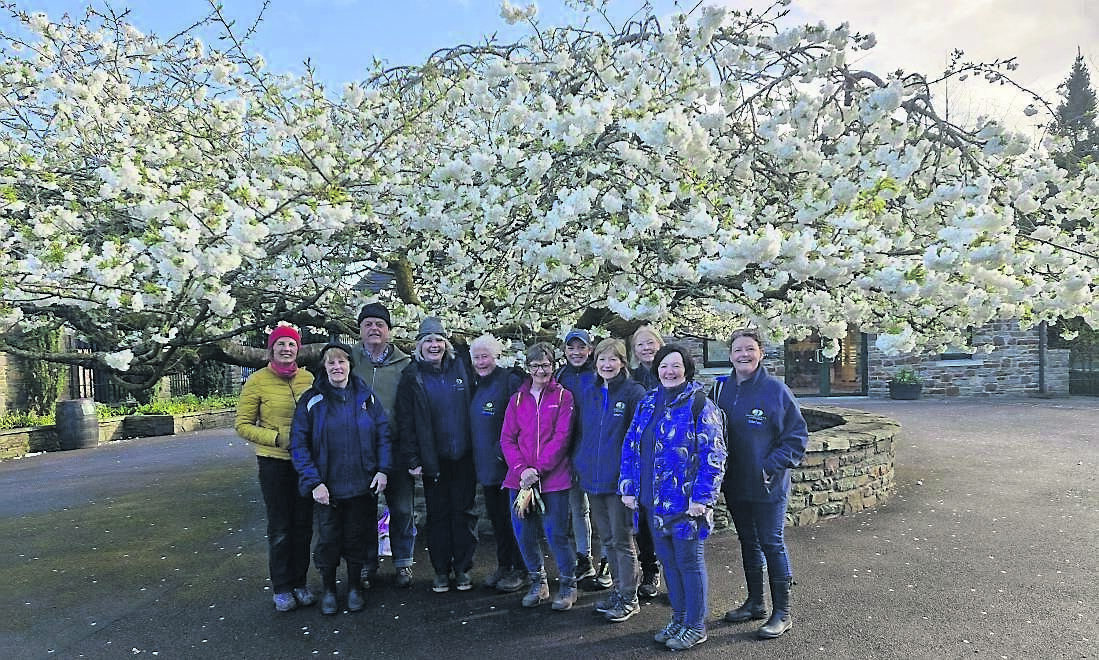 Volunteer gardeners standing beneath the beautiful flowering Prunus ‘Shirotae’ inside the entrance of Blarney Castle Gardens Volunteer gardeners standing beneath the beautiful flowering Prunus ‘Shirotae’ inside the entrance of Blarney Castle Gardens
