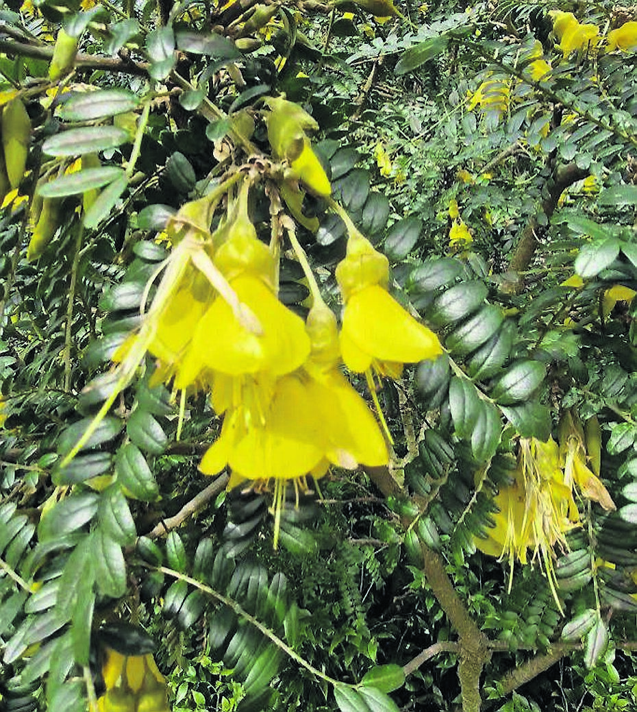 Sophora microphylla, with its pretty yellow bell-shaped flowers in clusters and small pinnate leaves, is flowering now in sheltered spots. See Plant of the Week Sophora microphylla, with its pretty yellow bell-shaped flowers in clusters and small pinnate leaves, is flowering now in sheltered spots. See Plant of the Week