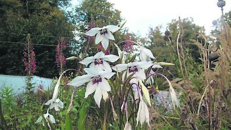 In the garden: Bulbs you can plant now for summer days In the garden: Bulbs you can plant now for summer days