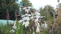 In the garden: Bulbs you can plant now for summer days