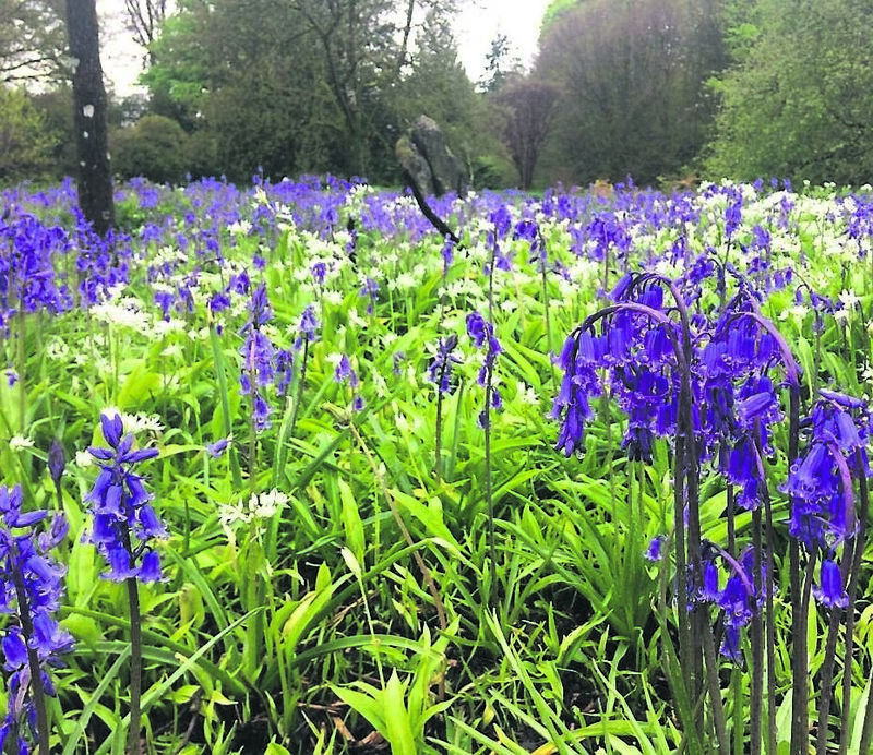 Bluebells and wild garlic are just some of the woodlanders to watch out for over the next few weeks. 