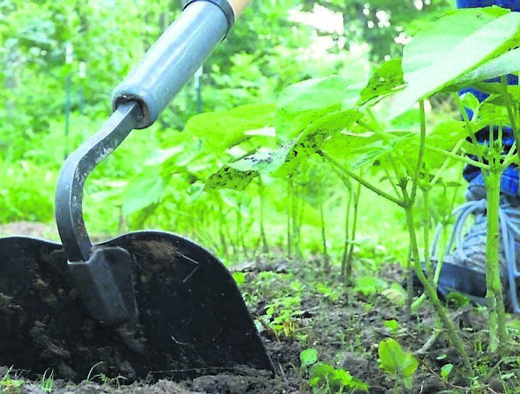 Using a draw hoe to eliminate weeds between crop rows is a great time-saver.