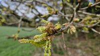 In the garden: Signs suggest that we are in for a fine summer