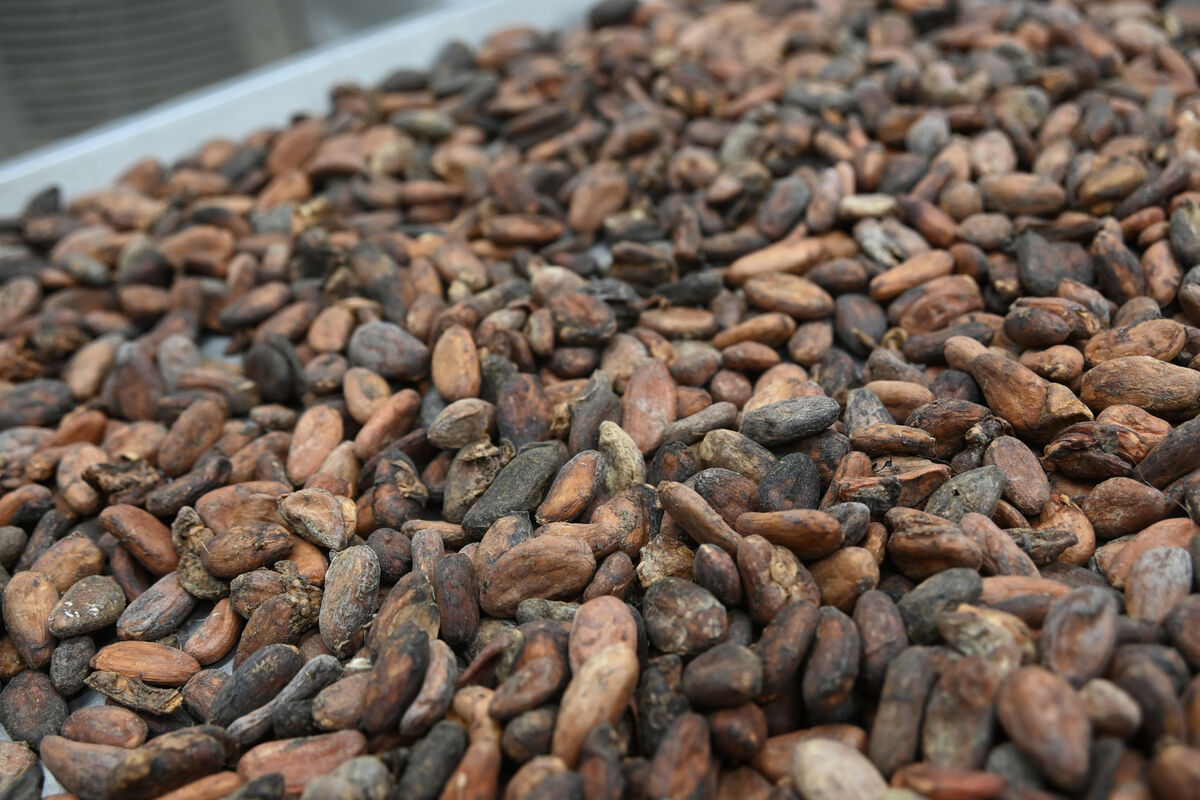 Cacao beans unloaded from a 25-kilogram bag. Picture: Larry Cummins Cacao beans unloaded from a 25-kilogram bag. Picture: Larry Cummins