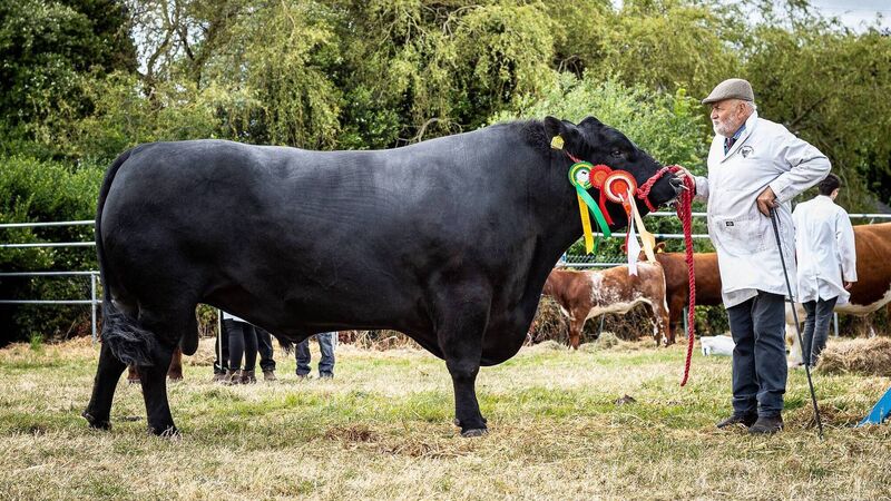 Applications open for Cork Summer Show competitions