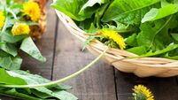 organic salad