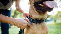 Close up of a female pet owner putting a harness on her pet dog, buckles the strap outdoor in park, getting ready for a walk