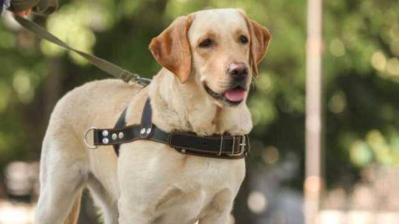 Cork Senator calls for more state funding for service dogs Cork Senator calls for more state funding for service dogs