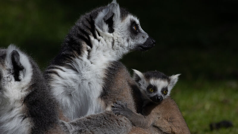 Five ring-tailed lemurs pups are born in Fota Five ring-tailed lemurs pups are born in Fota