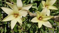 In the garden: Yellow plants having their day in the sun