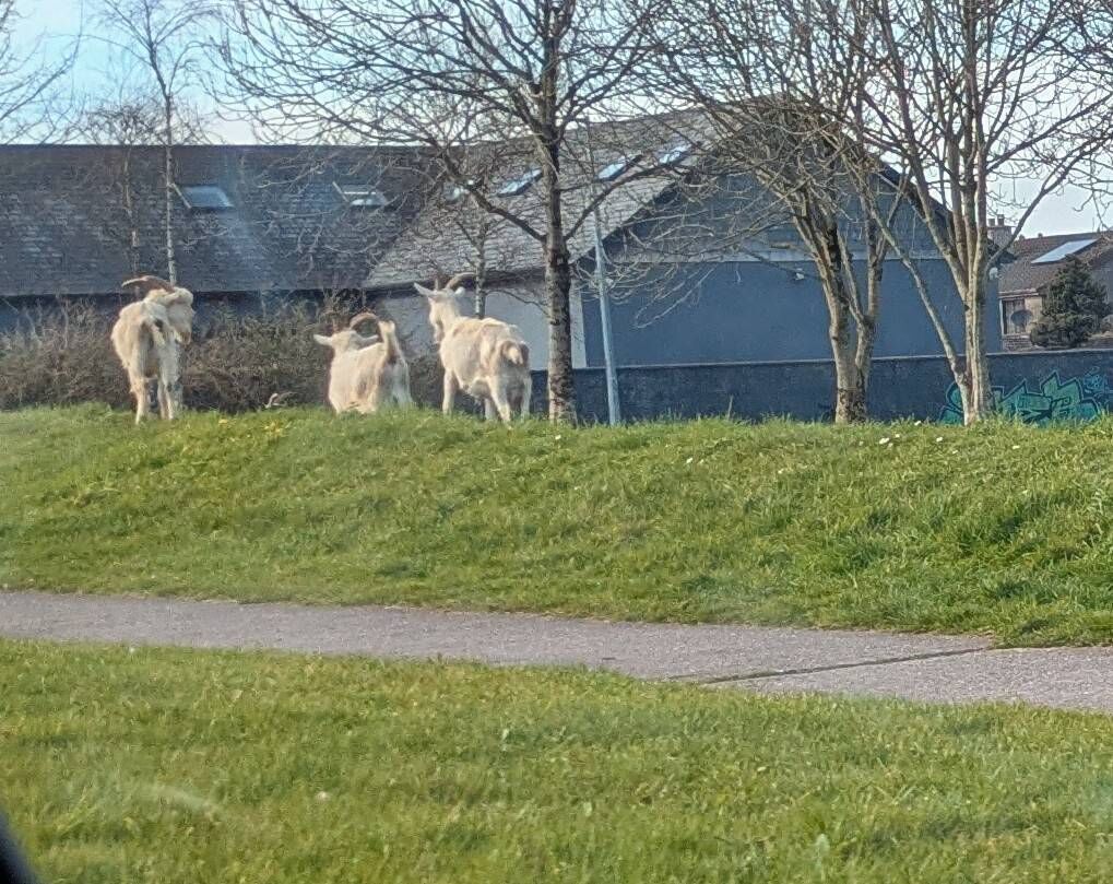 At the previous council meeting, Mr Maher had been told that the council had appointed a specialist contractor to deal with a group of goats grazing on public lands adjoining roads including the North Ring Rd.