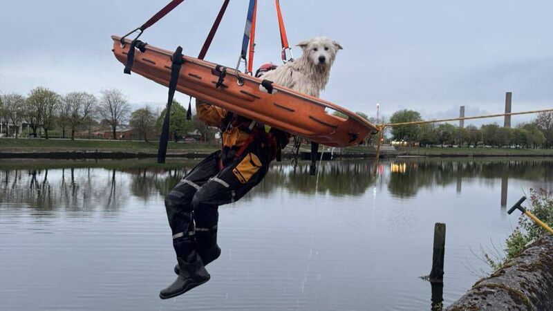 Cork hound 'safe and sound' thanks to city fire brigade Cork hound 'safe and sound' thanks to city fire brigade