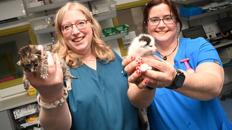 Pictures: Cork veterinary hospital showcases its team and facilities