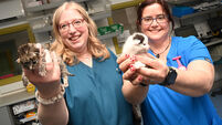 Pictures: Cork veterinary hospital showcases its team and facilities 