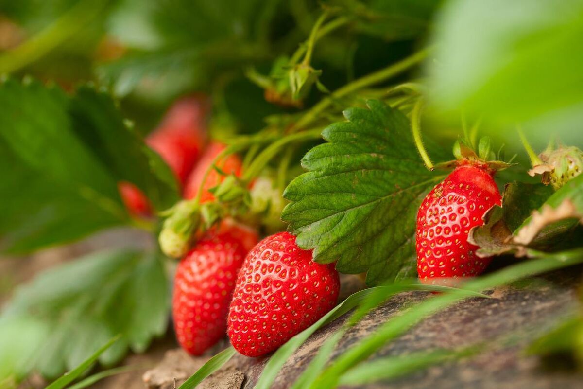 Irish strawberries are coming into season. 
