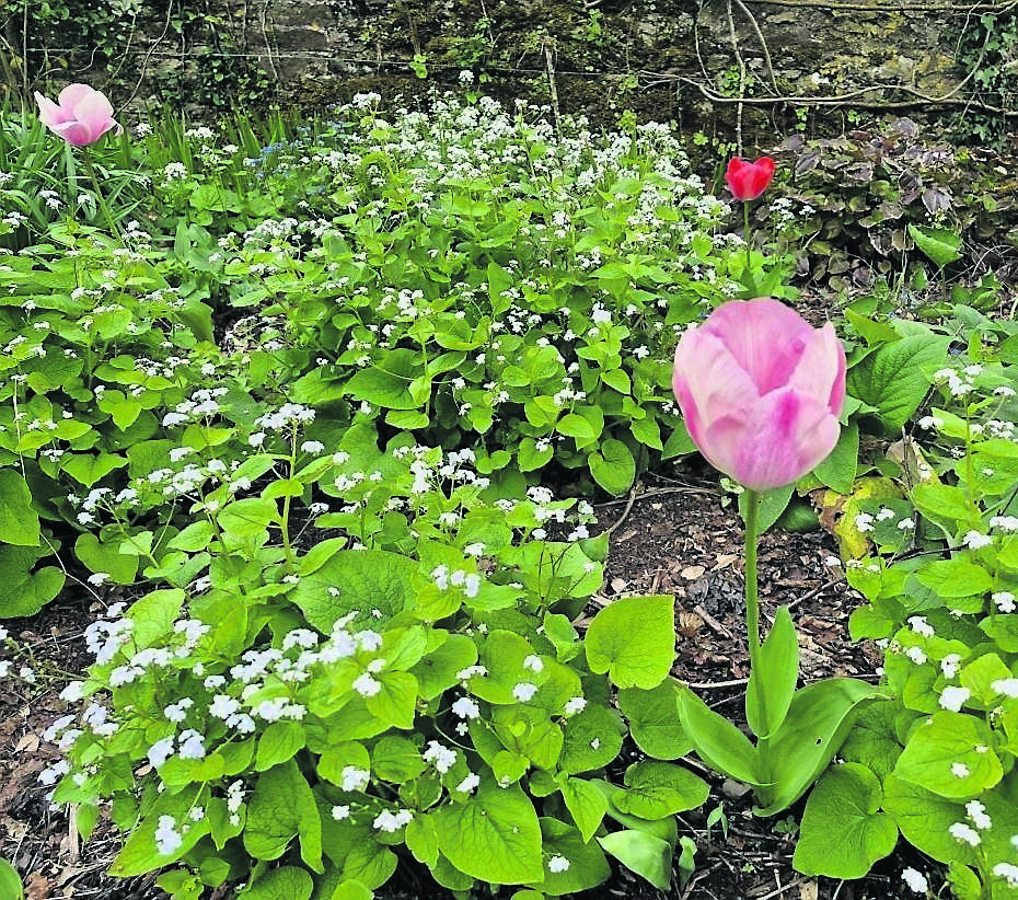 Brunnera macrophylla and Tulip ‘Darwin Hybrids’ creating a frothy, colourful early spring effect Brunnera macrophylla and Tulip ‘Darwin Hybrids’ creating a frothy, colourful early spring effect