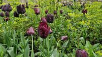 In the garden: Four fab plants that excelled this spring